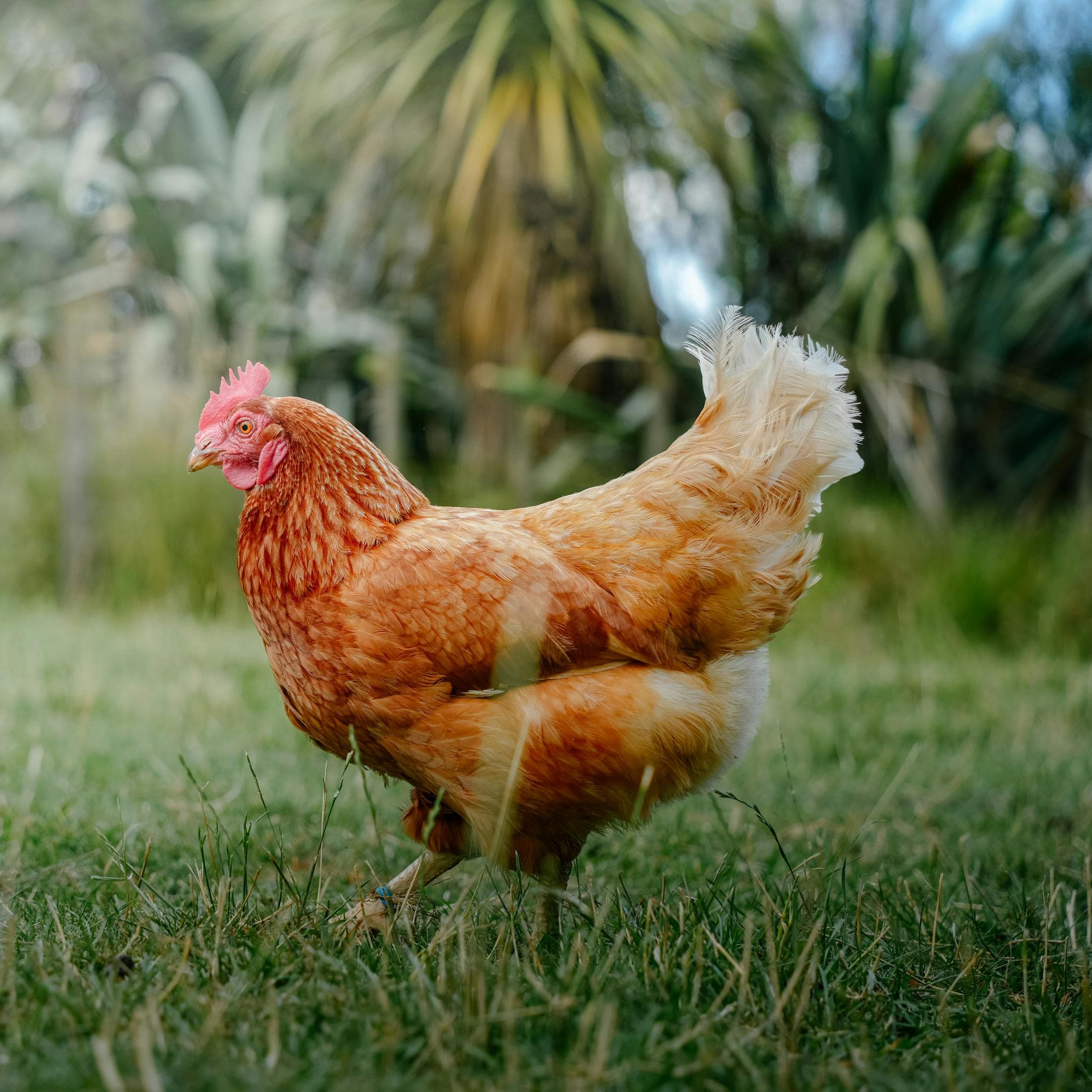 Gallinero de madera pequeño con techo a dos aguas en un patio