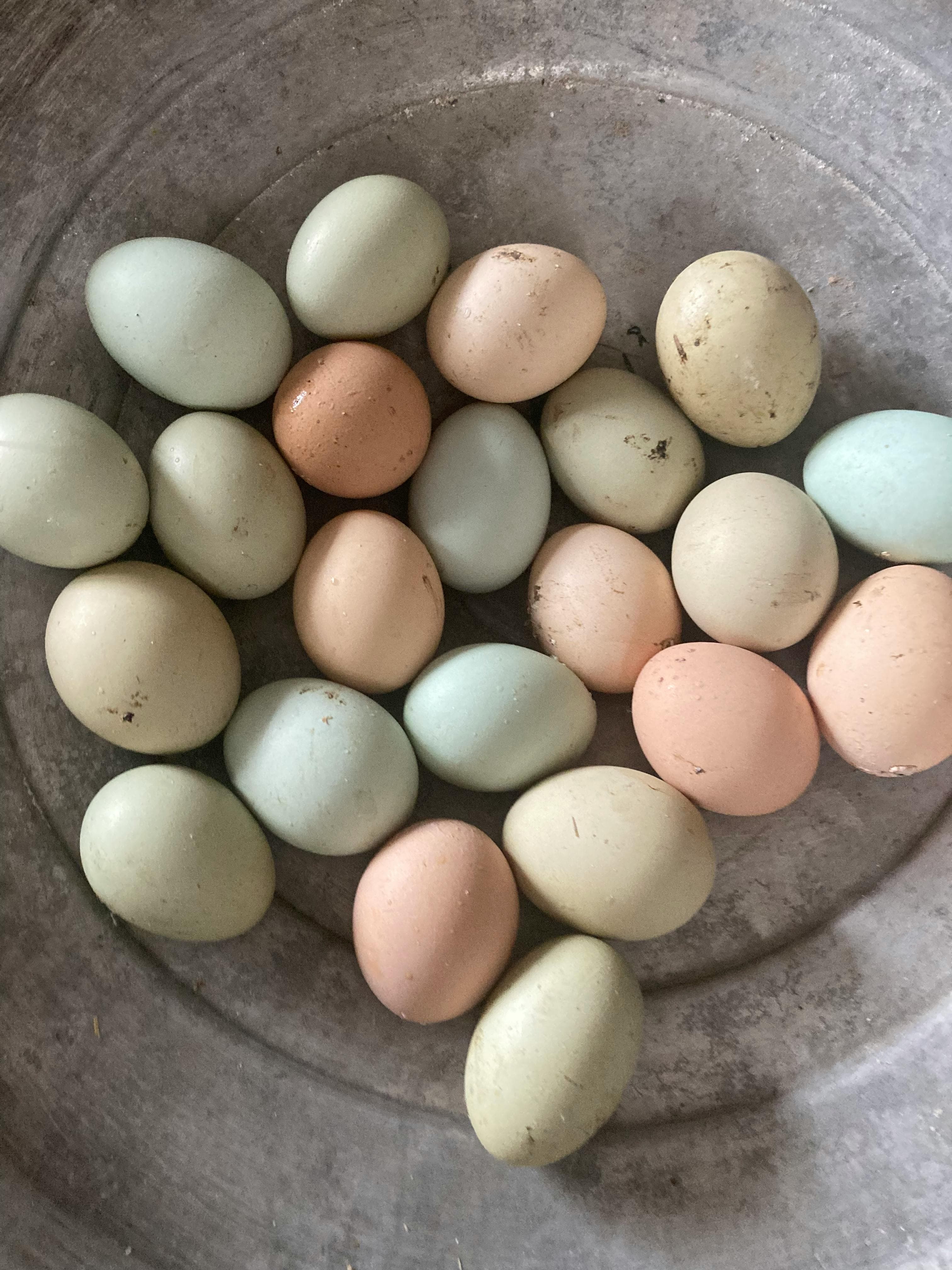 Detalle de huevera con huevo azul Araucana, chocolate Marans y oliva