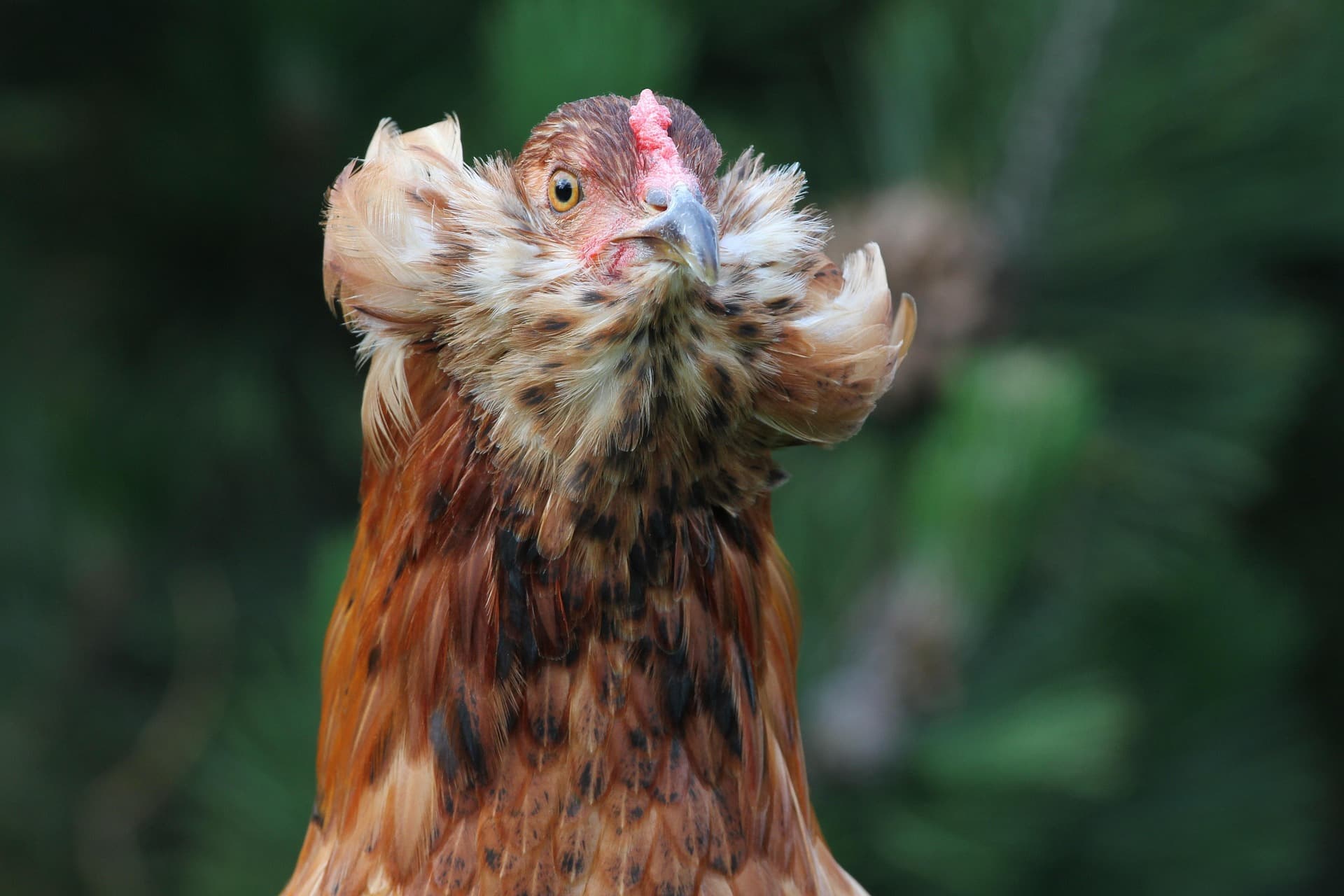 Galería Araucana 2