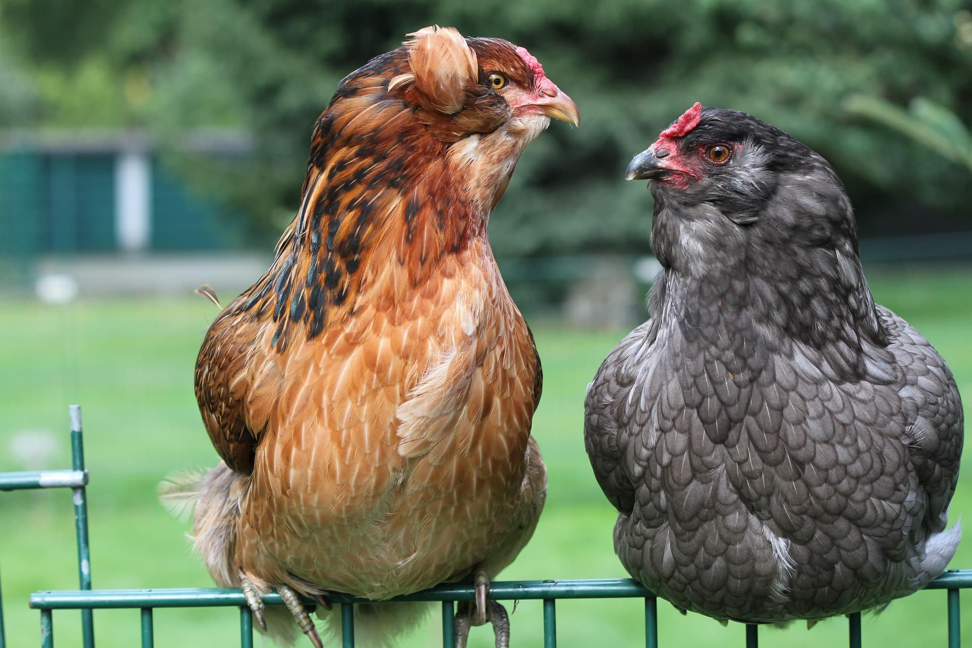 Gallina de raza Araucana