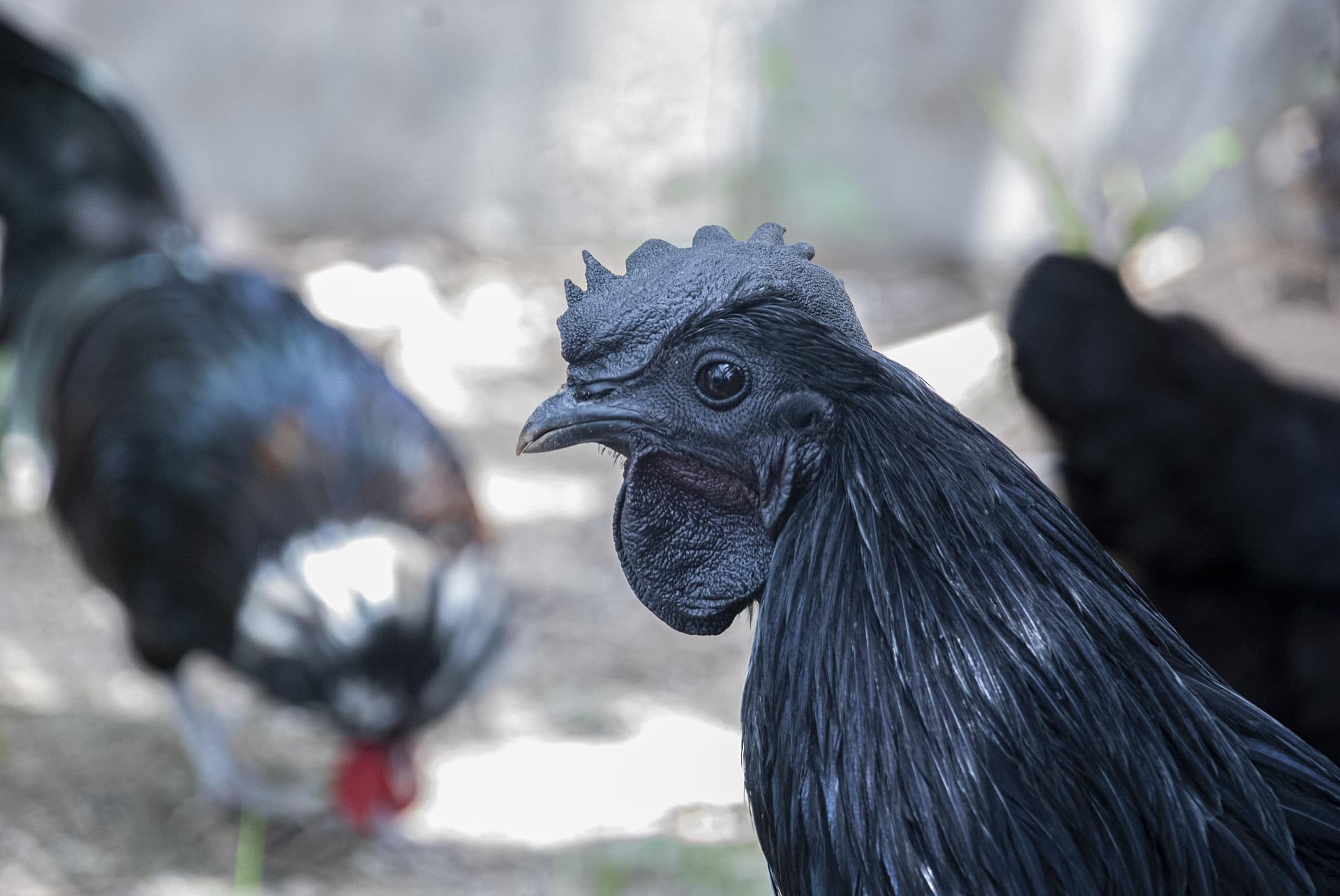 Gallina de raza Ayam Cemani