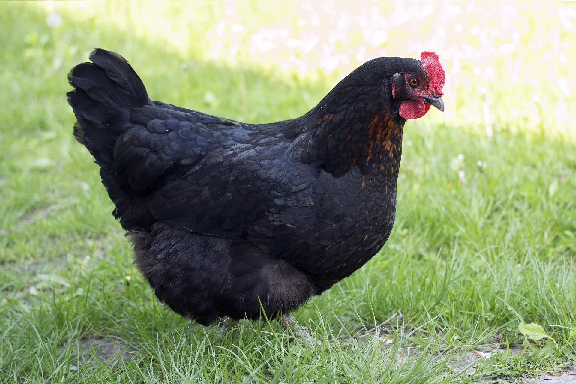 Gallina de raza Marans