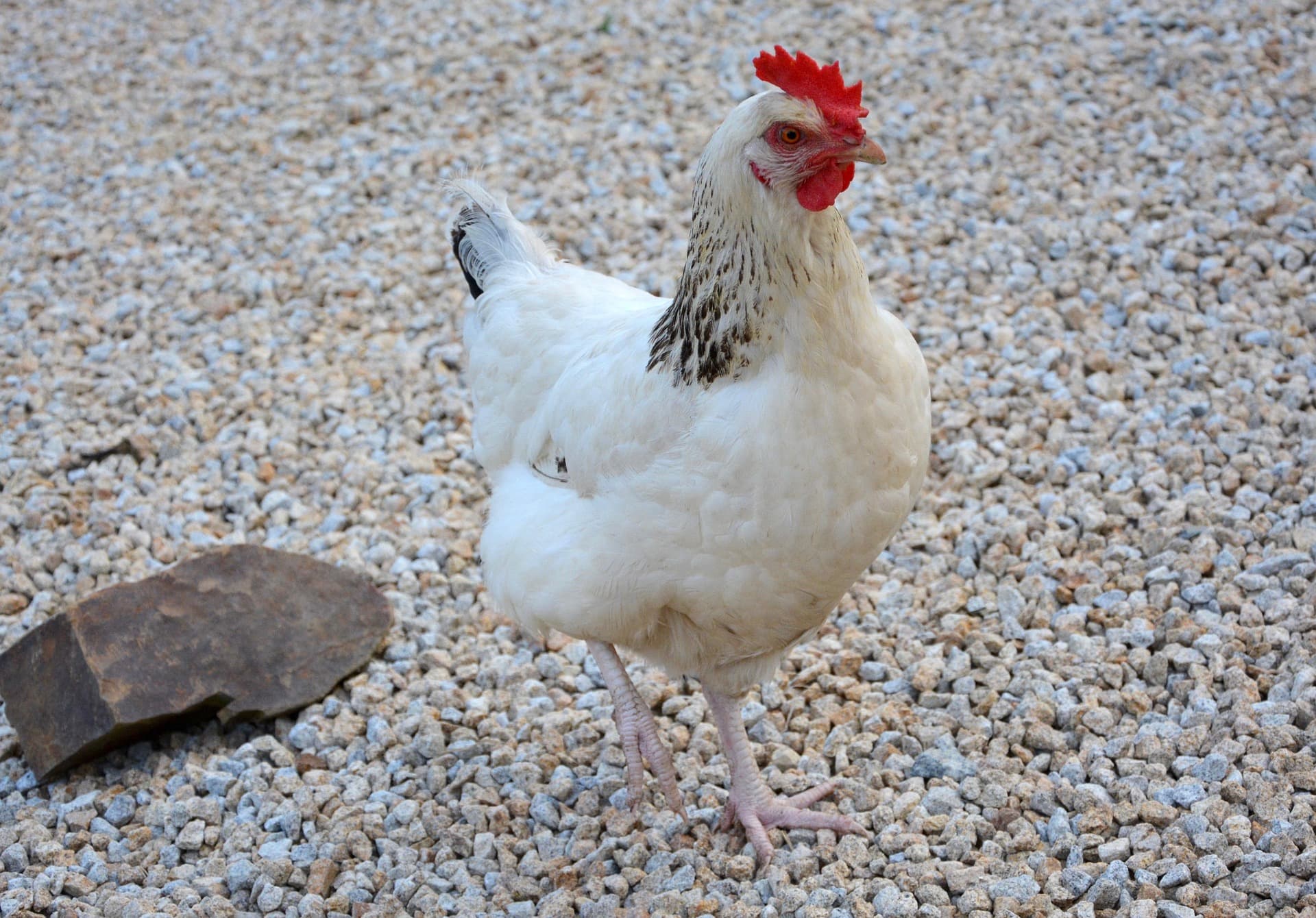 Gallina de raza Sussex