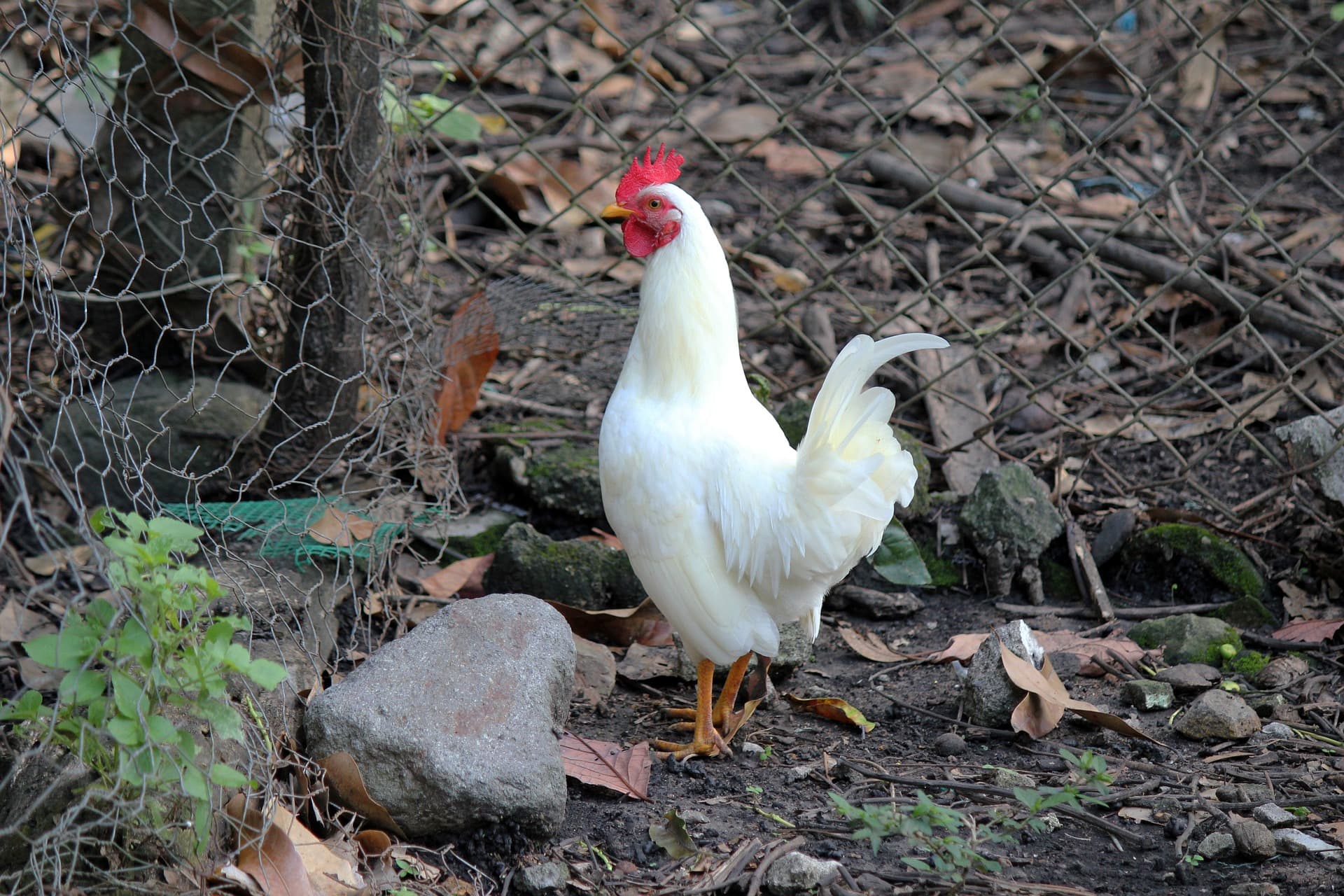 Gallina de raza Ponedora blanca comercial
