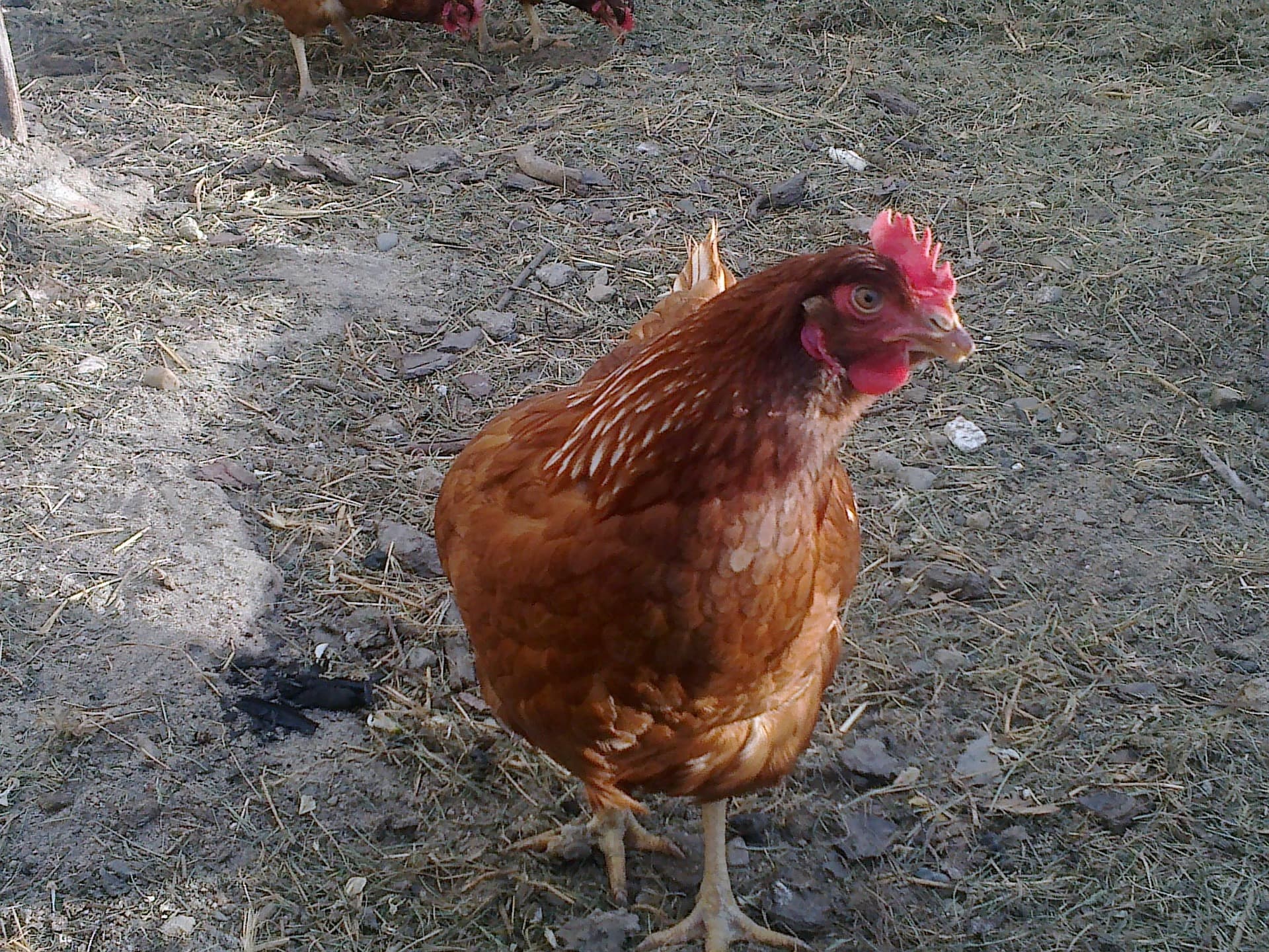 Gallina de raza Ponedora roja (ISA Brown / Lohmann Brown)