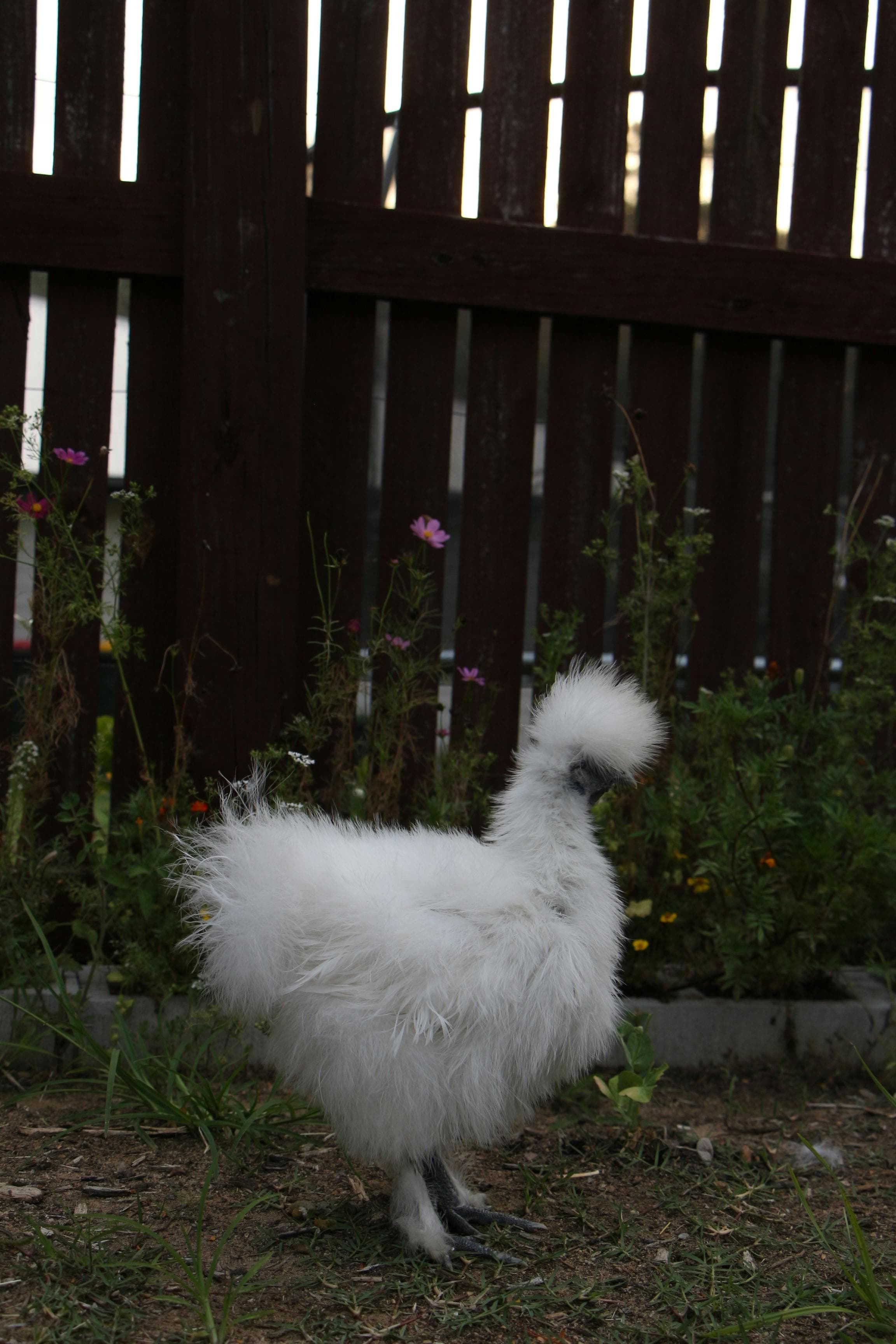 Gallina de raza Sedosa de Japón (Silkie)